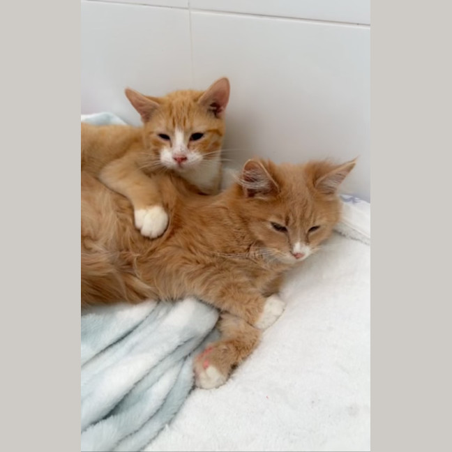 Photo of Teddy & Alexander