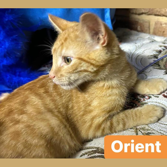 Photo of Orient