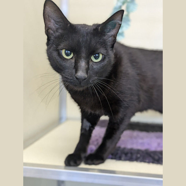 Photo of 🎠 Maloo 5811 🎠