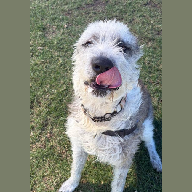 Photo of Winston 