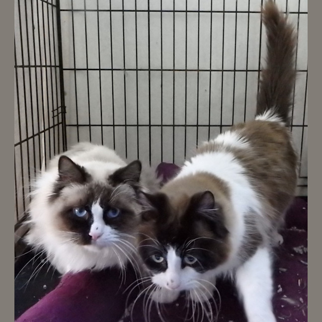 Photo of Avi And Pikachu