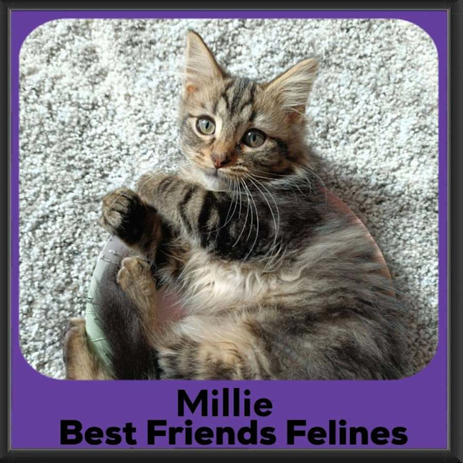 Photo of Millie 