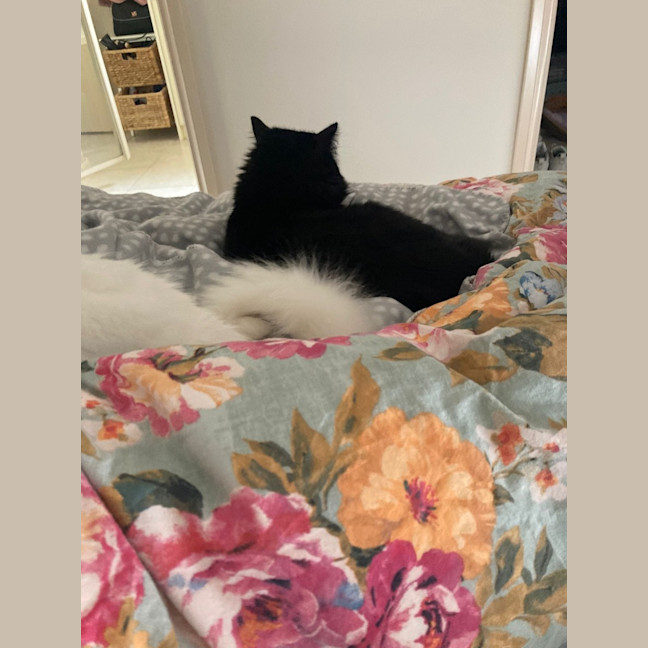 Photo of Midnight 