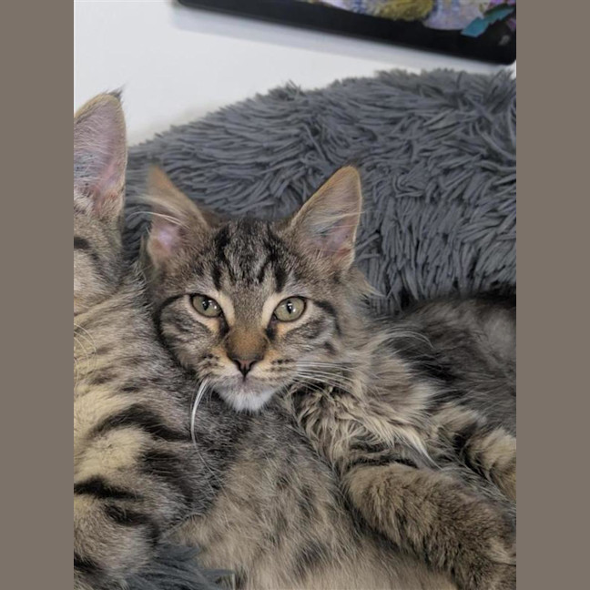 Photo of 🧶 Sebastian 6895 🧶