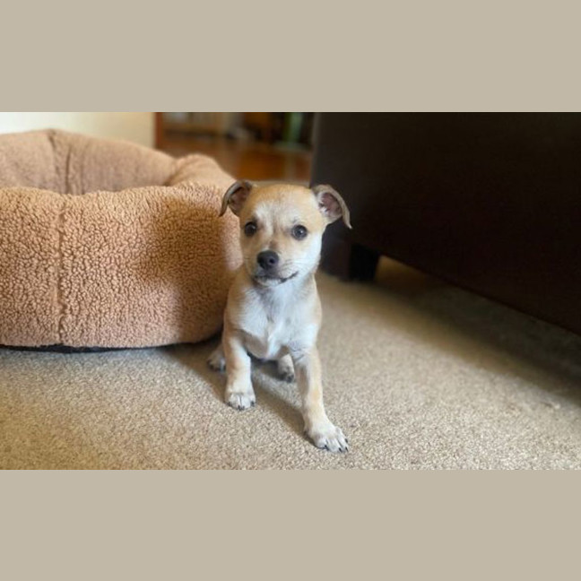 Photo of Noggin