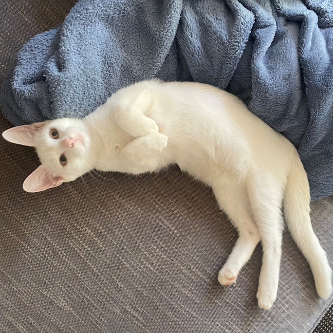 Photo of Iggy