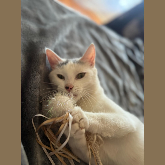 Photo of Tia   Located In Fawkner