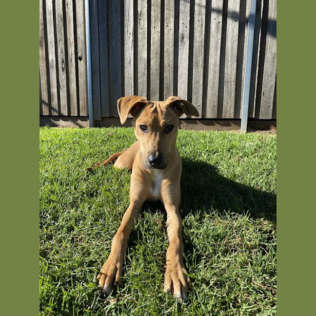 Photo of Milo