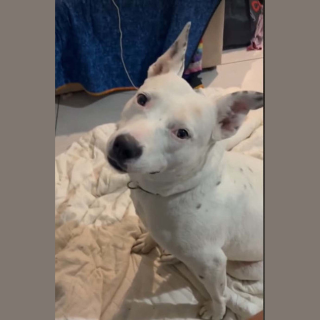 Photo of Nala
