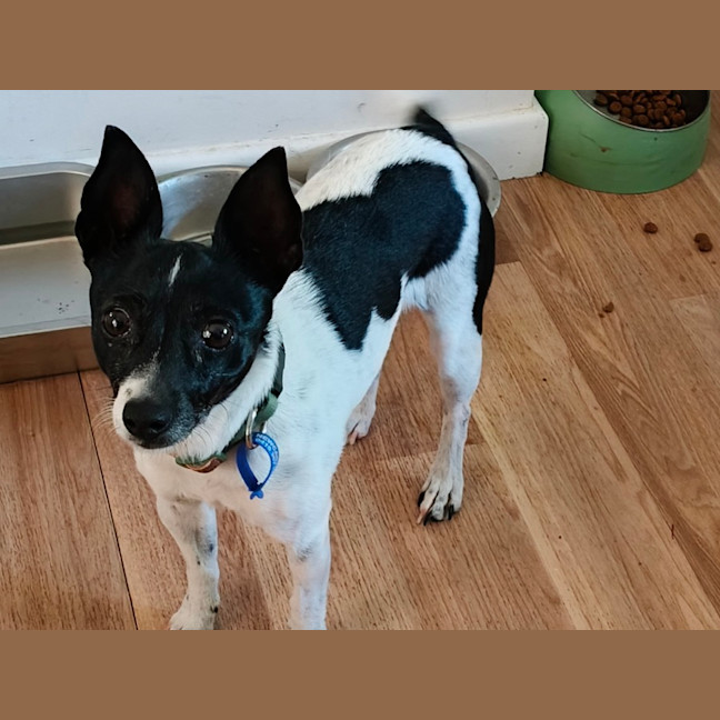 Photo of Pippa