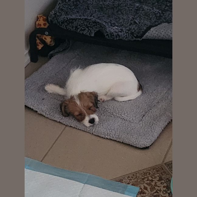 Photo of Tinkerbell Aka Tink