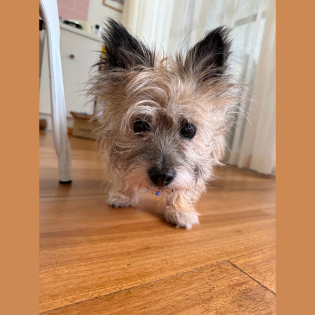 Photo of Honey   15 Year Old Cairn Terrier