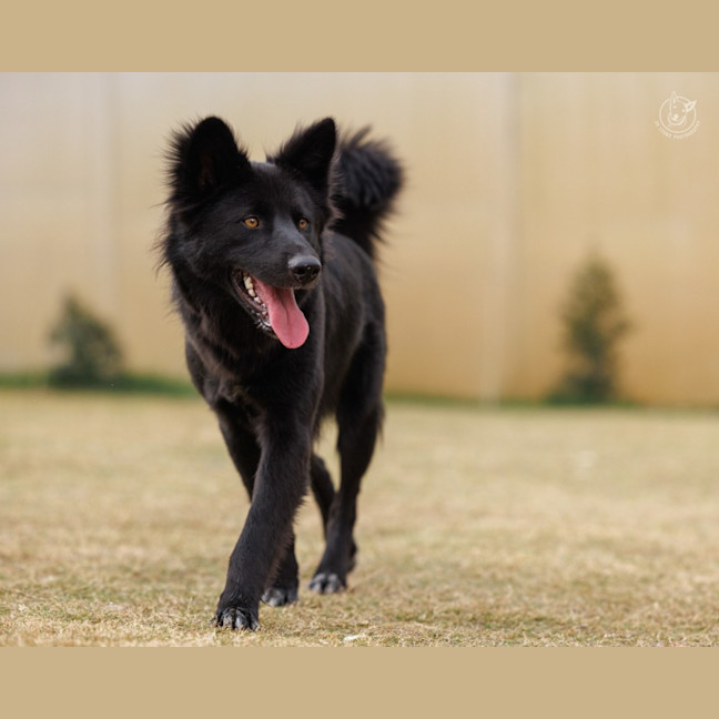 Photo of Shadow   18 Month Old Dingo Hybrid