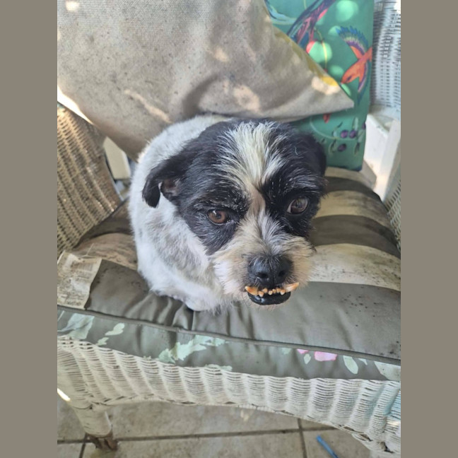 Photo of Mutley