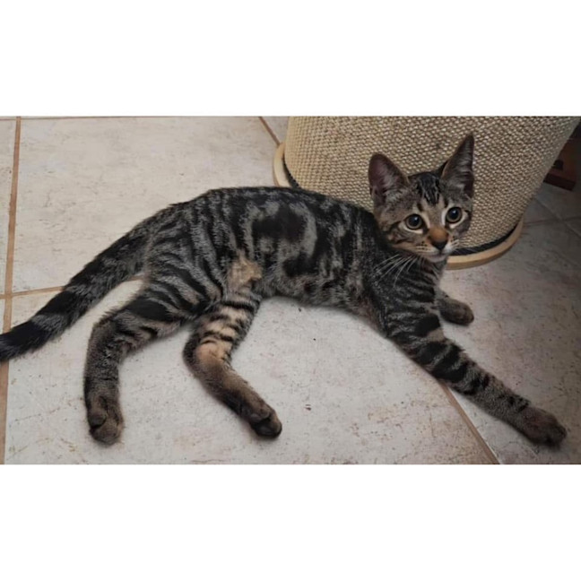 Photo of 11452   Miso