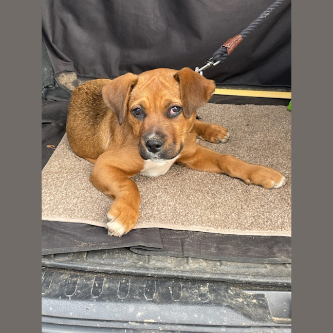 Photo of Valkyrie   6 Month Old Staffy X