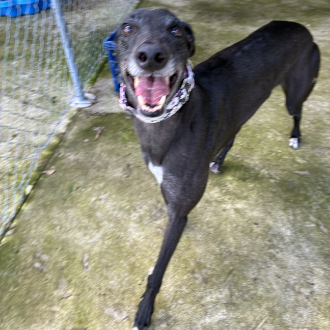 Photo of Duck The Greyhound