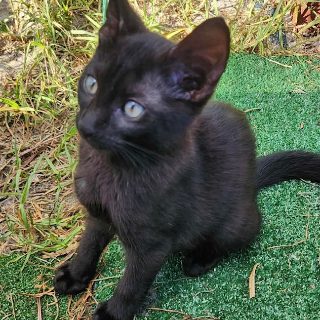 Photo of Knox