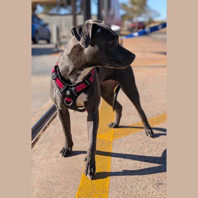 Photo of Bumble