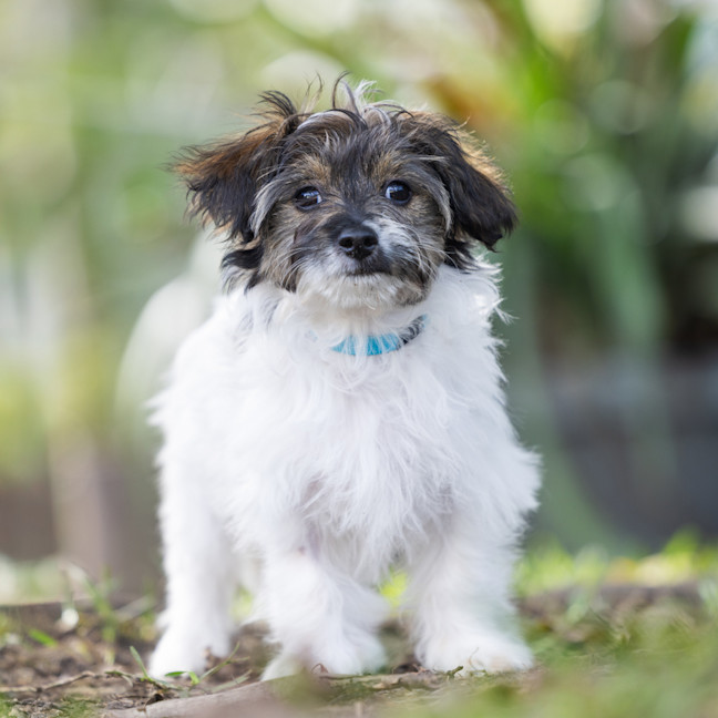 Photo of Remy