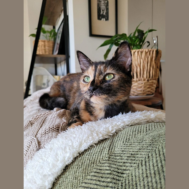Photo of Pixie   Now At Pet Quarters Belmont