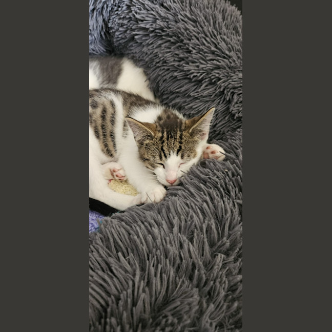 Photo of Whiskey * 9 Lives Project Rescue*