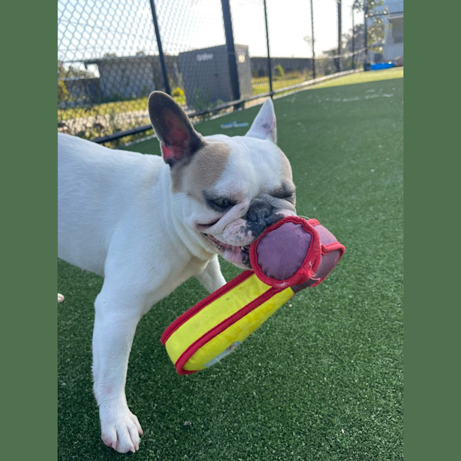 Photo of Coco Imp 1863