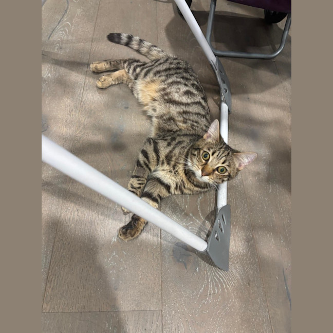 Photo of Tosca 