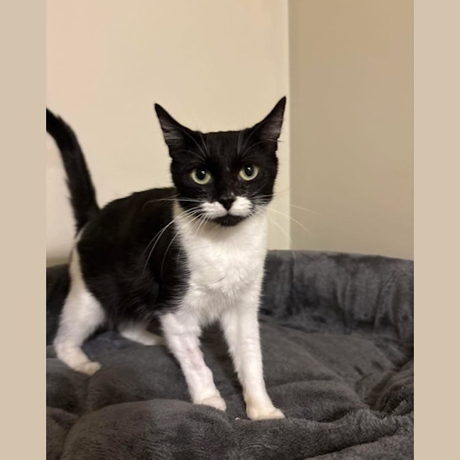 Photo of Lady Stella