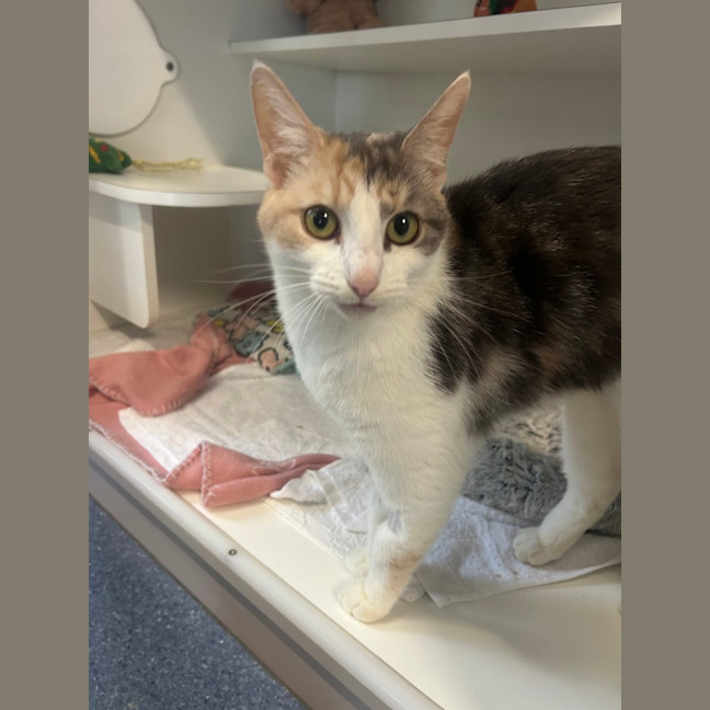 Photo of Kitty
