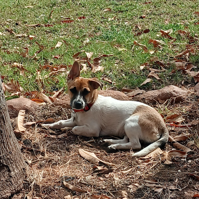 Photo of Dahlia