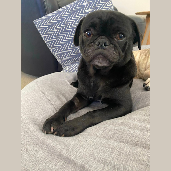 Photo of Dottie 🌸