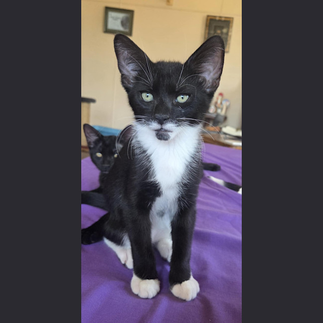 Photo of Archie