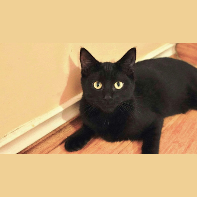 Photo of Shadow 🥰