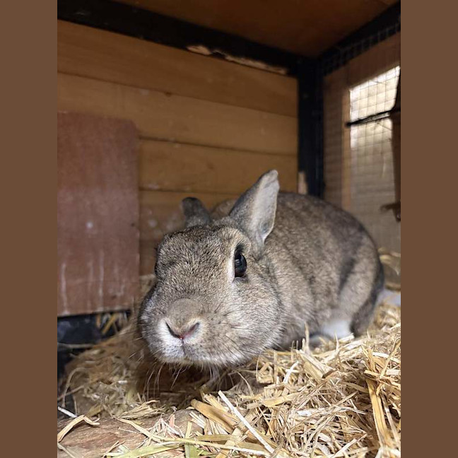 Photo of Mopsy