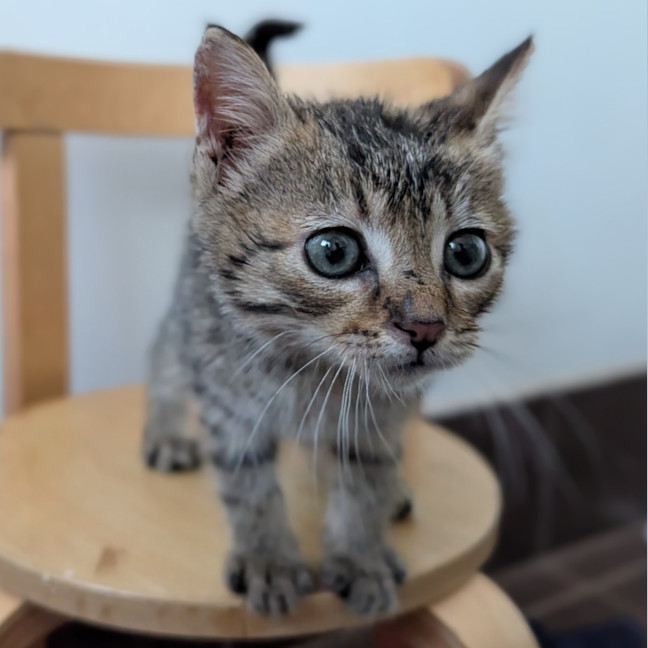 Photo of Tiger