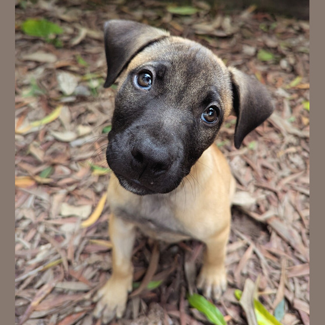 Photo of Alfie
