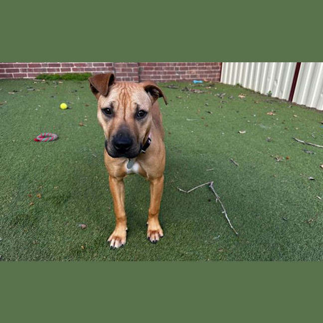 Photo of Roxy