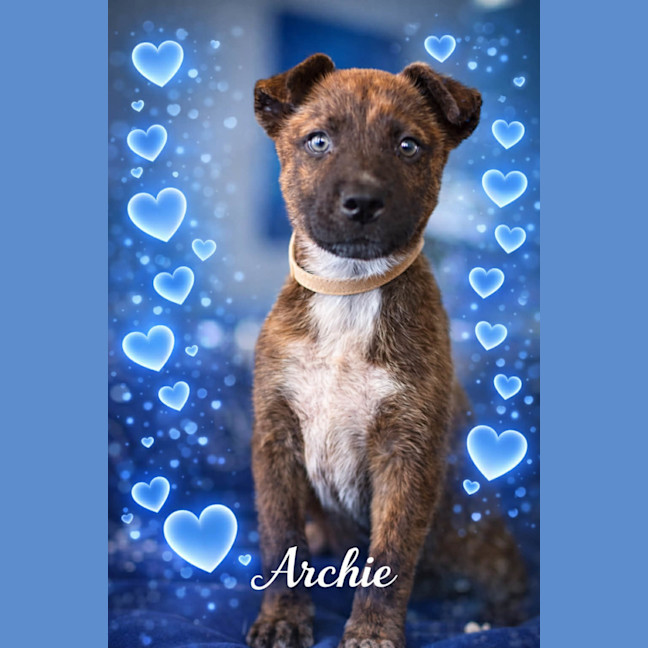 Photo of Archie