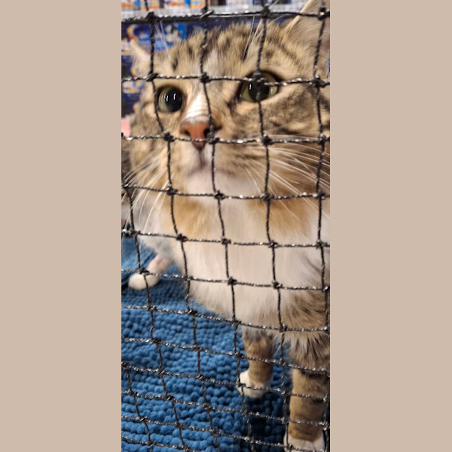 Photo of Sebastian * 9 Lives Project Rescue*