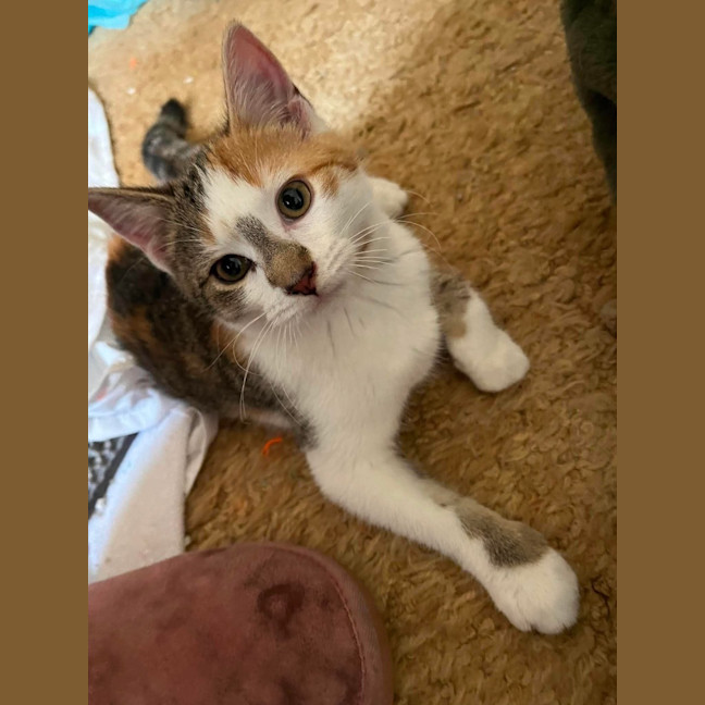 Photo of Gizmo