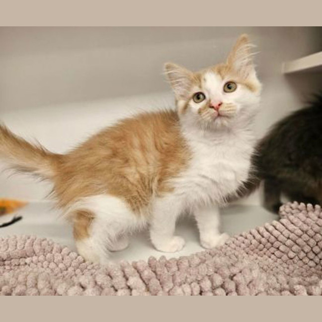 Photo of Caramel