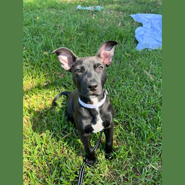 Photo of Milo