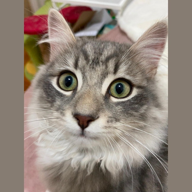 Photo of Chilli & Campbell