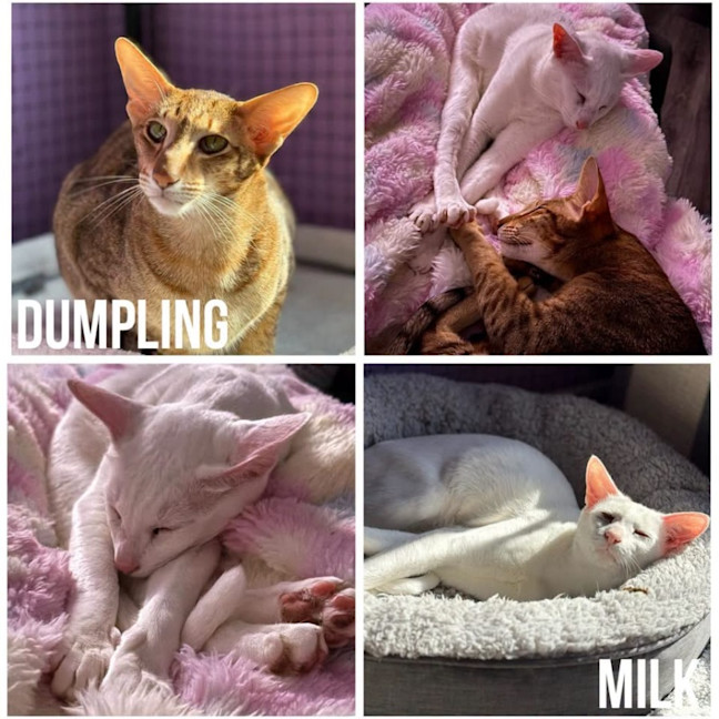 Photo of 14247 & 14248   Milk & Dumpling