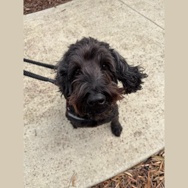 Photo of 🐶 Oscar (Osci) 7441 🐶