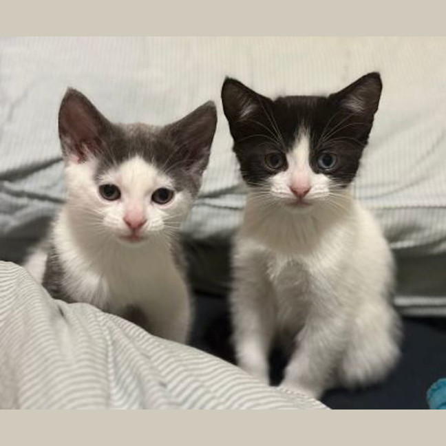 Photo of Oreo