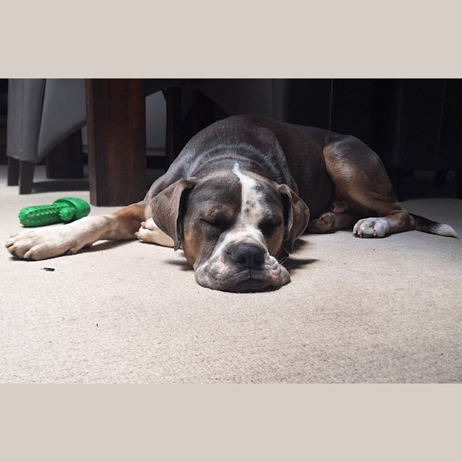 Photo of Buddy Two