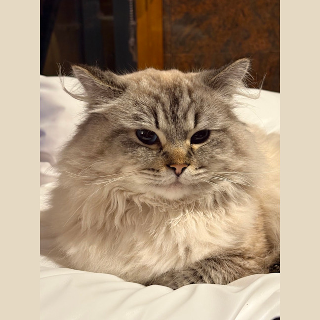 Photo of Merlin  In Foster Care In Lower Plenty