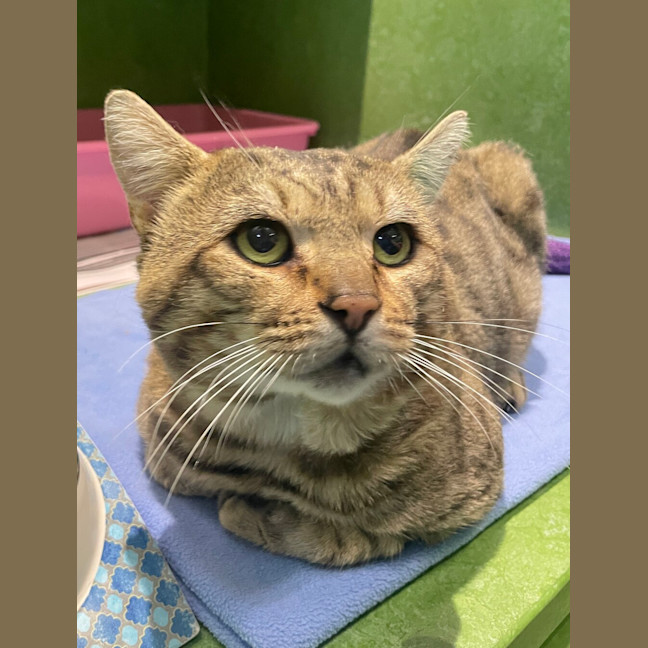 Photo of Heathcliff